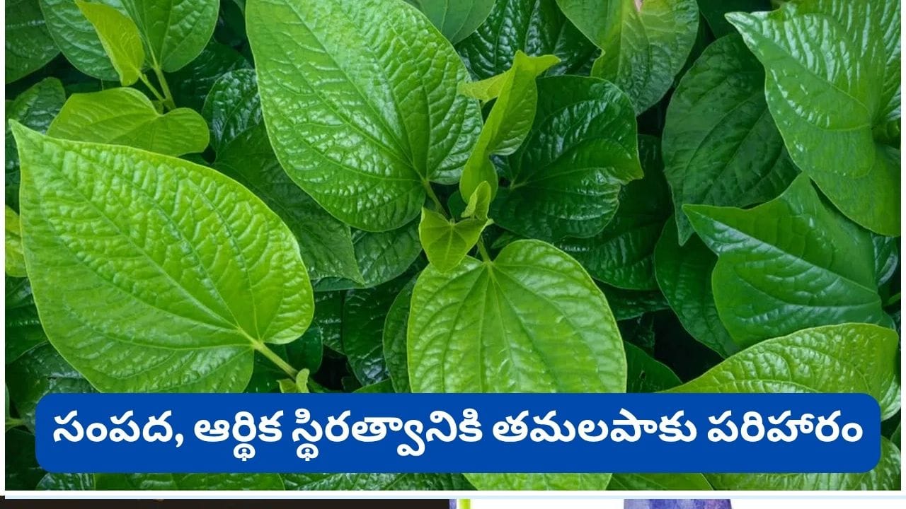 Betel Leaf: ఒక్కసారిగా మీ అదృష్టాన్ని మార్చే తమలపాకులు.. ఇలా చేస్తే పట్టిన దరిద్రాలన్నీ పటాపంచలే!