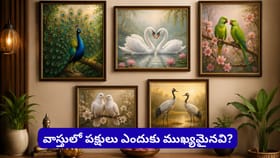 ఇంట్లో ఈ పక్షుల చిత్రాలు ఉంటే అదృష్టం మీ వెంట! వాస్తు చెప్పే శుభ