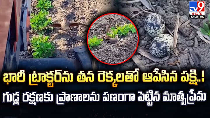 భారీ ట్రాక్టర్ను తన రెక్కలతో ఆపేసిన పక్షి..! గుడ్ల రక్షణకు ప్రాణాలను పణంగా పెట్టిన మాతృప్రేమ భారీ ట్రాక్టర్ను తన రెక్కలతో ఆపేసిన పక్షి..! గుడ్ల రక్షణకు ప్రాణాలను పణంగా పెట్టిన మాతృప్రేమ