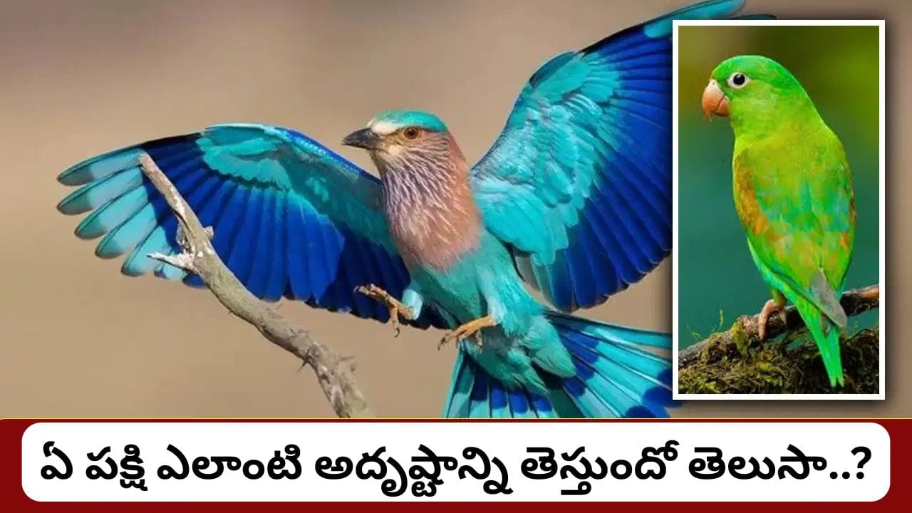 ఇంటి పైకప్పుపై ఈ పక్షులు కనిపిస్తున్నాయా? శకున శాస్త్రం ప్రకారం ఇవి అదృష్టం, ఐశ్వర్యానికి సంకేతాలు!