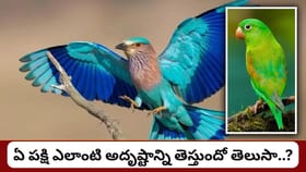 ఇంటి పైకప్పుపై ఈ పక్షులు కనిపిస్తున్నాయా? శకున శాస్త్రం ప్రకారం..