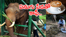 ఛీ యాక్‌.. అనకండి.. ఇది ప్రపంచంలోనే అత్యంత ఖరీదైన కాఫీ!