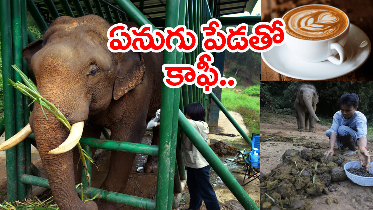 ఛీ యాక్.. అనకండి.. ఏనుగు పేడ కూడా సూపర్ టేస్టే! కప్పు కాఫీ తాగాలంటే లక్షలు కావాలి..