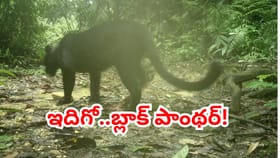అద్భుతం.. తొలిసారి కెమెరాకు చిక్కిన అరుదైన బ్లాక్ పాంథర్!