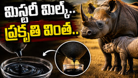 మిస్టరీ మిల్క్.. ఈ జంతువు ఇచ్చే పాల గురించి తెలిస్తే..
