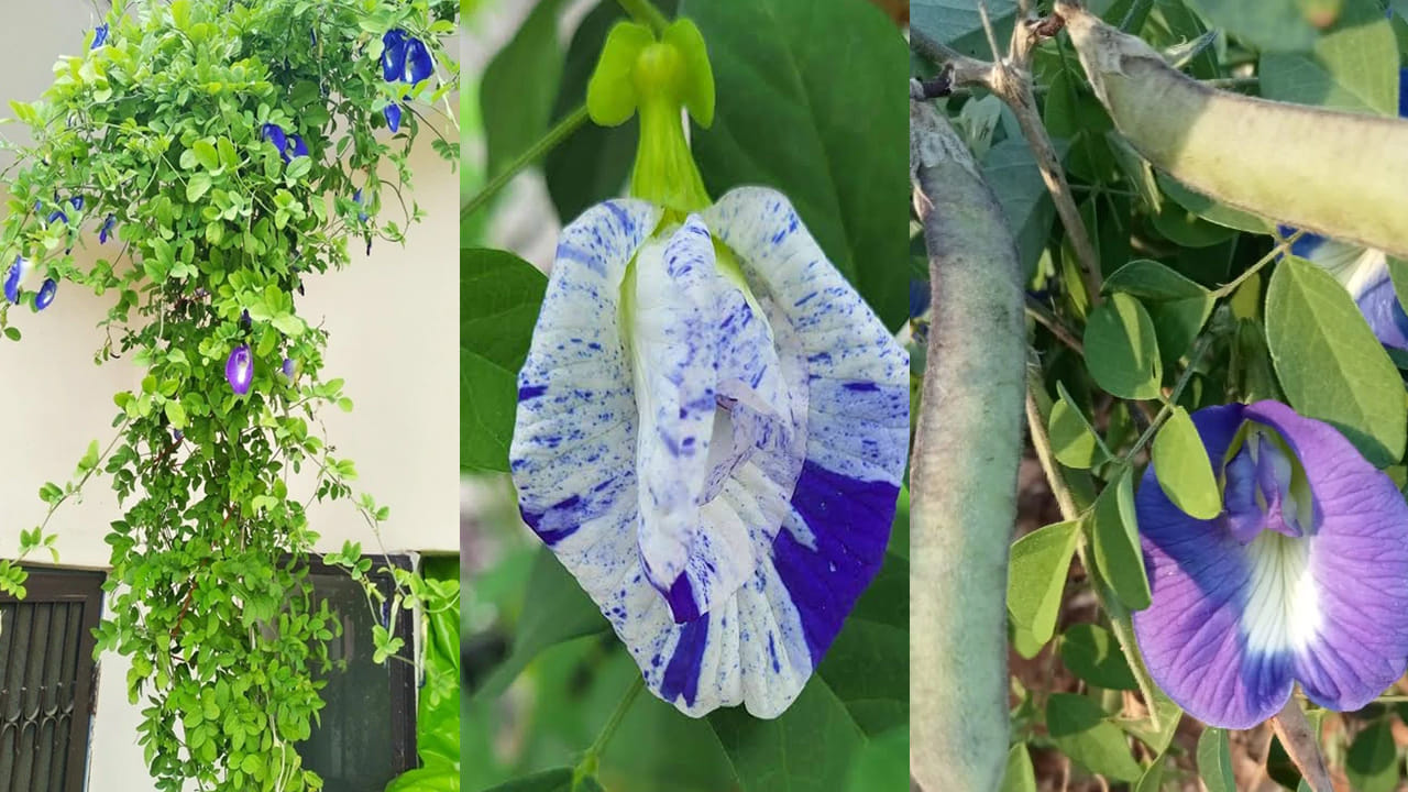 సూర్యరశ్మి (Sunlight) చాలా ముఖ్యం: అపరాజిత మొక్క ఒక తీగ జాతికి చెందినది. దీనికి సూర్యరశ్మి చాలా అవసరం. ఈ మొక్కను నీడలో ఉంచితే ఆకులు మాత్రమే పెరుగుతాయి, మొగ్గలు రావు. కాబట్టి, రోజుకు కనీసం 5 నుండి 6 గంటల పాటు నేరుగా ఎండ తగిలే ప్రదేశంలో (బాల్కనీ లేదా టెర్రస్ పై) ఈ మొక్కను ఉంచాలి.