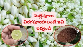 వర్షాకాలం అంతా మల్లెపూలు బాగా పూయాలంటే ఈ 3 కలిపి ఇవ్వండి..
