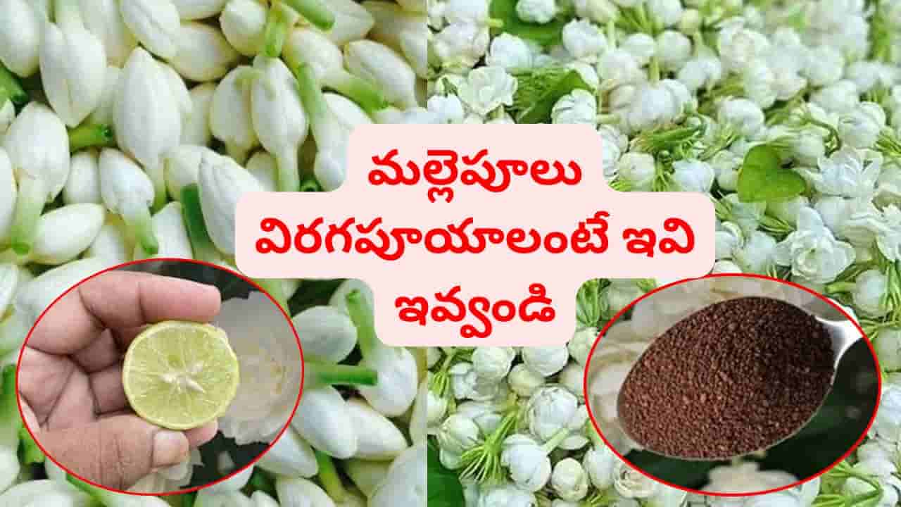 చాలా సింపుల్.. వర్షాకాలం అంతా మల్లెపూలు బాగా పూయాలంటే ఈ 3 కలిపి ఇవ్వండి..