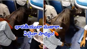 రైలు బోగీలో దూడ ప్రయాణం.. వీడియోకు లక్షల్లో వ్యూస్