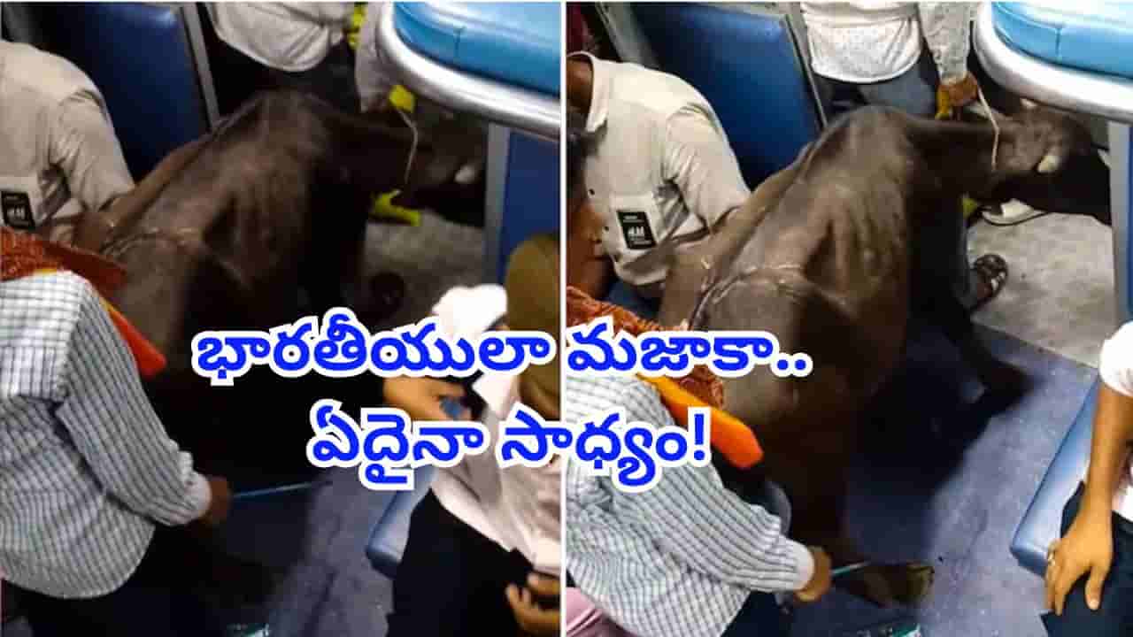 టికెట్ తీసుకుందో లేదో తెలియదు కానీ.. రైలులో ప్రయాణిస్తున్న దూడ.. వీడియోకు లక్షల్లో వ్యూస్