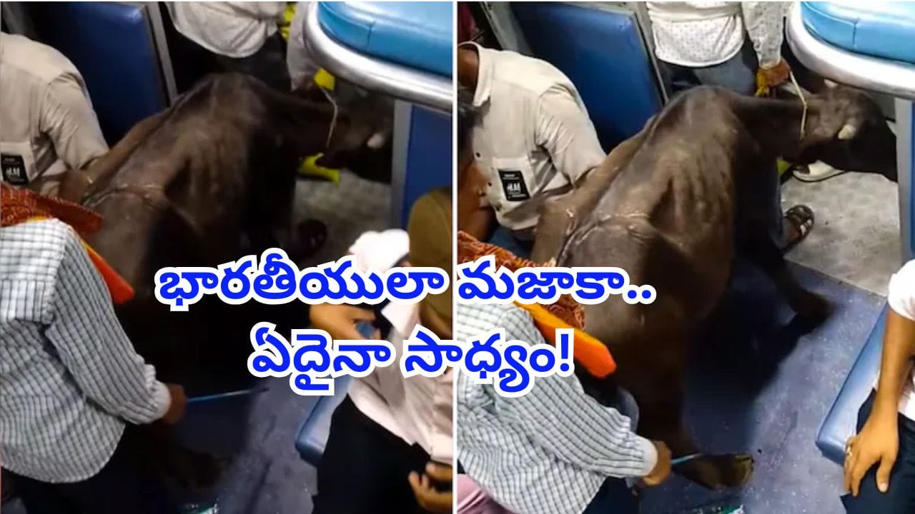 టికెట్ తీసుకుందో లేదో తెలియదు కానీ.. రైలులో ప్రయాణిస్తున్న దూడ.. వీడియోకు లక్షల్లో వ్యూస్