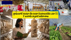 గ్రామాల్లో 6 అద్భుతమైన బిజినెస్ ఐడియాస్
