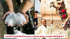 ఎడారిలో ప్రయాణించే ముందు ఒంటెలకు ఉప్పు ఎందుకు తినిపిస్తారు?
