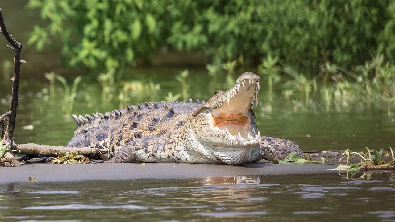 Crocodile Viral Video: మొసలి తుమ్మితే ఎట్టా ఉంటదో తెలుసా..? ఈ వీడియో చూస్తే..