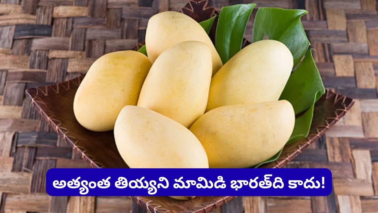 ప్రపంచంలోనే అత్యంత తియ్యని మామిడి ఏది? గిన్నిస్ రికార్డు సాధించిన ఈ రకం గురించి తెలుసా?...