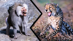 చీతా vs బబూన్: విజేత ఎవరు..?