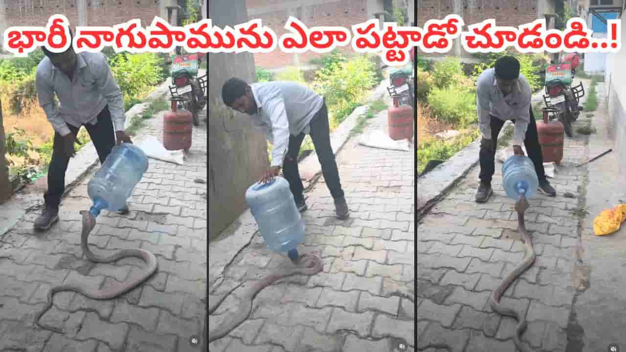Viral Video: వామ్మో.! ఎంత పే..ద్ద నాగుపామో.. అంత ఈజీగా ఎలా పట్టేశాడో చూడండి..!