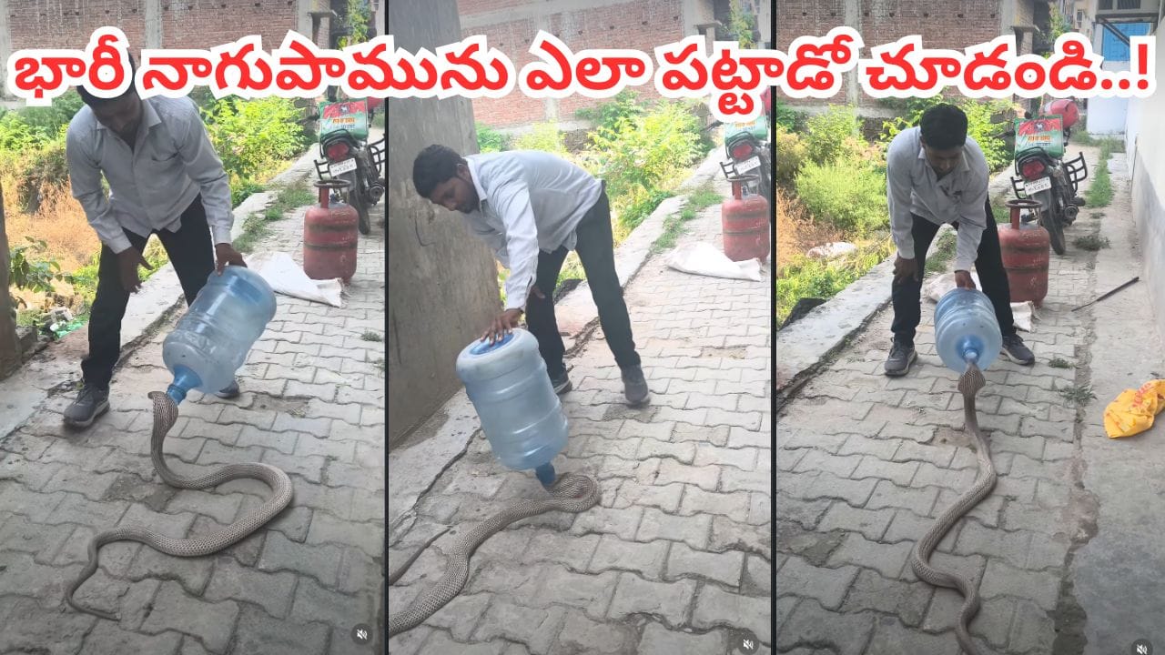 Viral Video: వామ్మో.! ఎంత పే..ద్ద నాగుపామో.. అంత ఈజీగా ఎలా పట్టేశాడో చూడండి..!