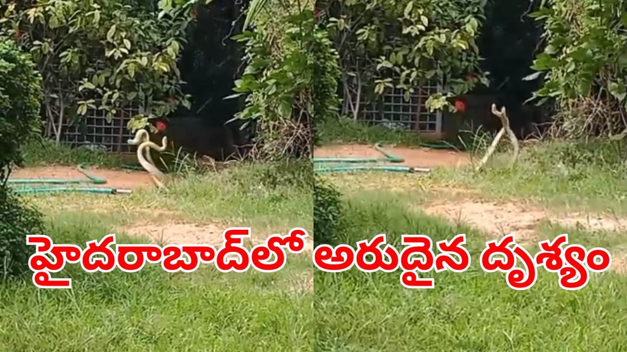అద్భుతం.. నగరం నడిఒడ్డున నాగుపాముల సయ్యాట.. ఆశ్చర్యంగా తిలకంచిన జనాలు.. ఇదిగో వీడియో
