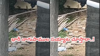Video: జనావాసాల్లో రెండు నాగుపాముల సయ్యాట.. ఓర్నాయనో ఒళ్ళు గగుర్పొడిచే సీన్.. ధైర్యముంటేనే చూడండి..!