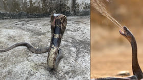 కోబ్రా విషాన్ని చిమ్ముతుందా..?
