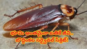 ప్రపంచం నాశనమైనా మిగిలేది బొద్దింకలే?శాస్త్రవేత్తల ఆసక్తికర వివరణ