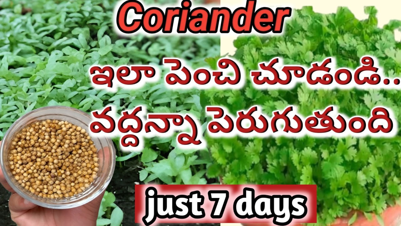 ఒకే ఒక వారంలో కొత్తిమీర  గుబురు, గుబురుగా పెంచే టెక్నిక్ మీ కోసం..