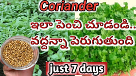 ఇలా చేస్తే వారంలోనే కొత్తిమీర గుబురు, గుబురుగా పెరుగుద్ది..
