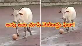 ఫుట్‌బాల్ మ్యాచ్‌లో దూరిన ఆవు,ప్లేయర్లు పరుగో పరుగు!వీడియో చూస్తే