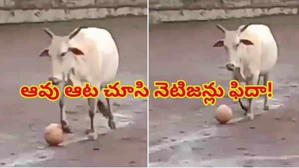 ఫుట్బాల్ మ్యాచ్లో దూరిన ఆవు..ప్లేయర్లు పరుగో పరుగు..వీడియో చూశారంటే నవ్వి నవ్వి పొట్ట చెక్కలే!