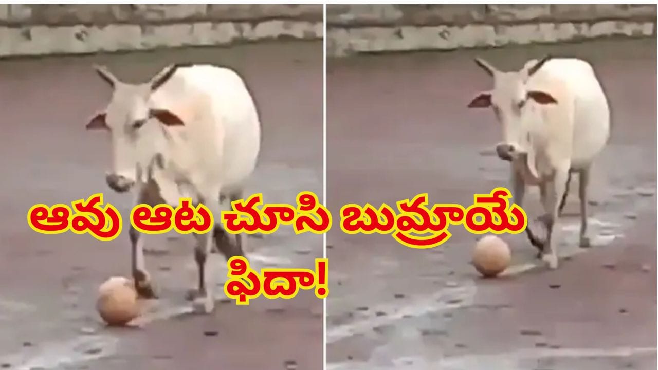 ఫుట్బాల్ మ్యాచ్లో దూరిన ఆవు.. పిల్లల దగ్గర బంతిని లాక్కొని ఏం చేసిందో చూస్తే..!