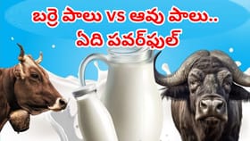 ఆవు పాలు vs బర్రె పాలు.. దేనిలో కాల్షియం ఎక్కువగా ఉంటుంది..?