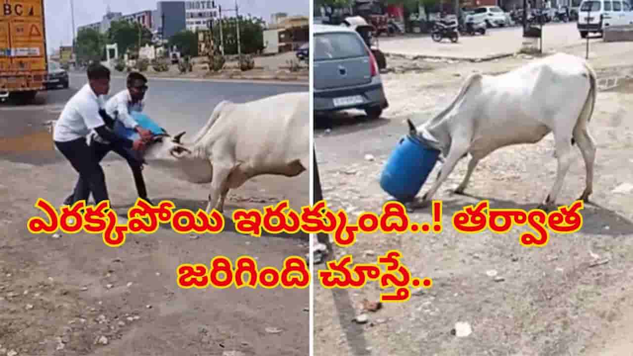 Watch: అయ్యో పాపం ఆవుకు ఎంత కష్టం వచ్చింది.. ఎరక్కపోయి ఇలా ఇరుక్కుపోయింది..! ఆ తర్వాత జరిగింది చూస్తే..
