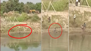Video: ముసలి నోట్లో కాళ్లు.. వామ్మో.. జర్రుంటే ఎంత పనయ్యేది.. ఈ వీడియో చూడండి..