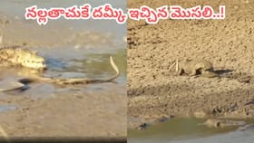నల్లతాచుతో మొసలి భీకర పోరాటం.. ఒళ్ళు గగుర్పొడిచే వీడియో చూస్తారా?