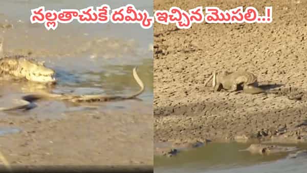 Video: నల్లతాచుతో మొసలి భీకర పోరాటం.. ఒళ్ళు గగుర్పొడిచే వీడియో చూస్తారా..?