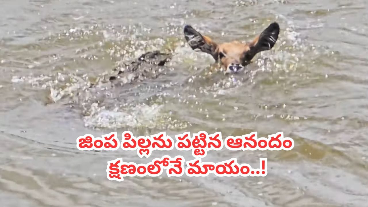 Video: జింక పిల్లను పట్టిన ఆనందంలో మొసలి.. వెనక్కి తిరిగి చూస్తే దిమ్మతిరిగే ట్విస్ట్..!