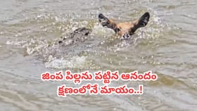 జింక పిల్లను పట్టిన ఆనందంలో మొసలి.. వెనక్కి తిరిగి చూస్తే..