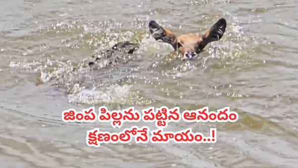 Video: జింక పిల్లను పట్టిన ఆనందంలో మొసలి.. వెనక్కి తిరిగి చూస్తే దిమ్మతిరిగే ట్విస్ట్..!