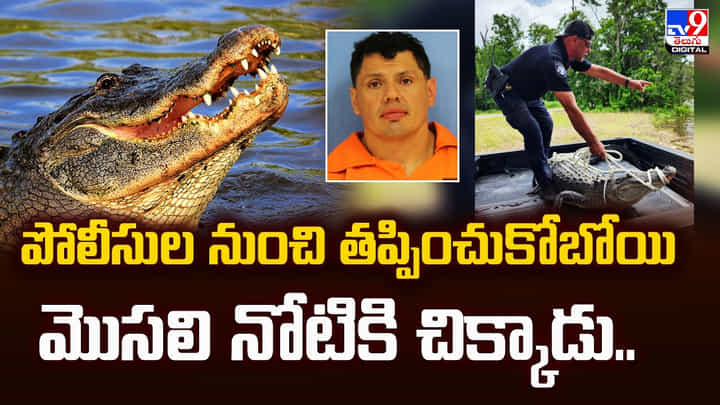 పోలీసుల నుంచి తప్పించుకోబోయి.. మొసలి నోటికి చిక్కాడు.. పోలీసుల నుంచి తప్పించుకోబోయి.. మొసలి నోటికి చిక్కాడు..