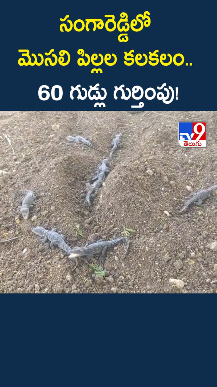 అయ్య బాబోయ్.. సంగారెడ్డిలో మొసలి పిల్లలు, గుడ్లు కలకలం