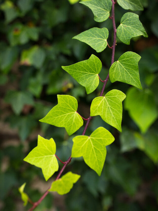 ఇంటి బూజు తొలిగించే మొక్క..ప్రతి ఒక్కరి హోమ్‌లో ఉండాల్సిందే!