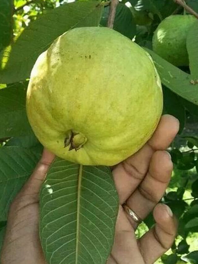 అబ్బో.. జామపండుది చిన్న కథ కాదుగా, లాభాల పుట్ట!