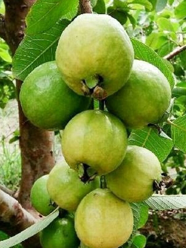 వీళ్ళు జామకాయను తింటే హాస్పిటల్ బిల్ వాచిపోద్ది?