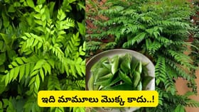 కరివేపాకు మొక్కతో వాస్తు పరిహారం.. శని దోషాలు తగ్గి, అదృష్టం..