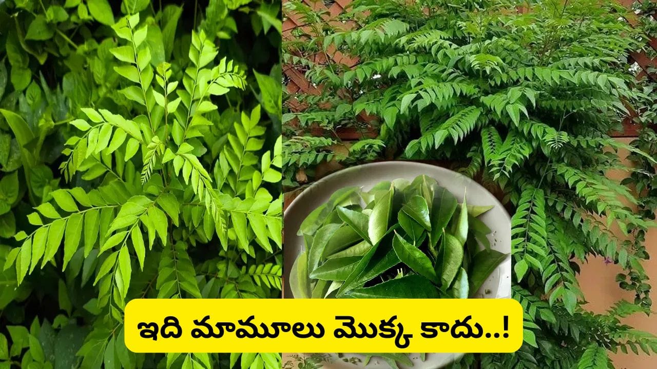Vastu Tips: ఇంట్లో కరివేపాకు మొక్క ఉందా? ఈ దిశలో పెడితే శని దోషాలు తగ్గి అదృష్టం పెరుగుతుందట!