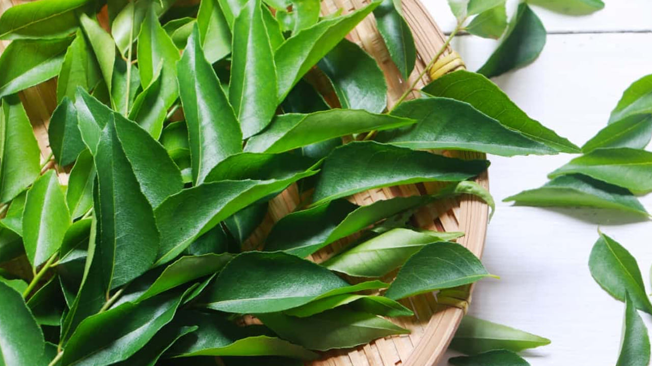 Curry Leaves3
