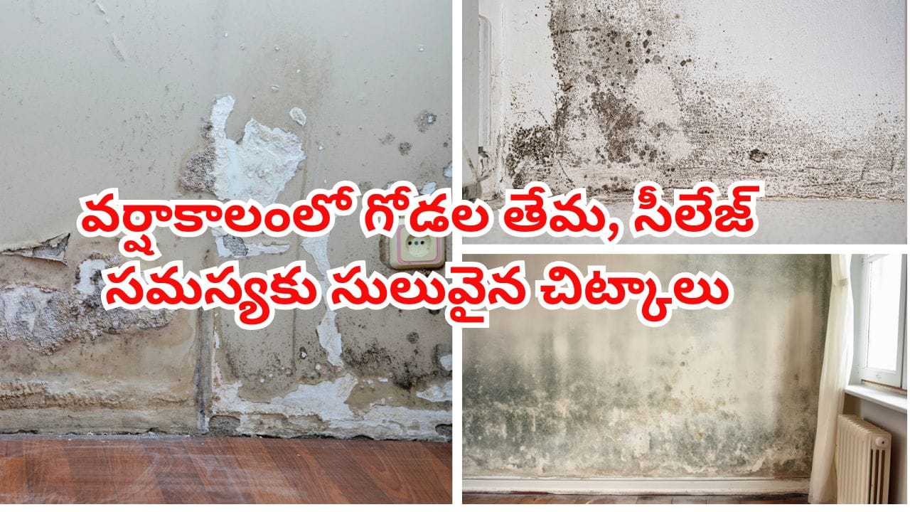 వర్షాకాలంలో గోడలు తేమ పట్టి పాడవుతున్నాయా? ఈ సింపుల్ చిట్కాలతో సీలేజ్ సమస్యకు చెక్ పెట్టండి!