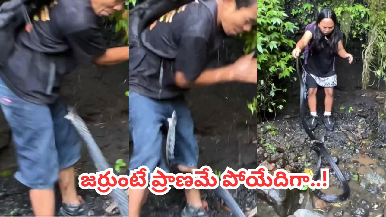 Viral Video: వామ్మో.. నల్ల తాచునే గజగజ వణికించారుగా.. ఒళ్ళు గగుర్పొడిచే వైరల్ వీడియో..!