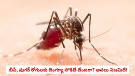 బీపీ, షుగర్ రోగులకు డెంగ్యూ సోకితే డేంజరా? అసలు నిజమిదే!